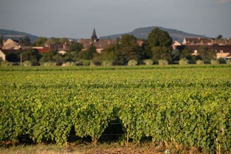 勃艮第红葡萄酒2009-2018年份概览