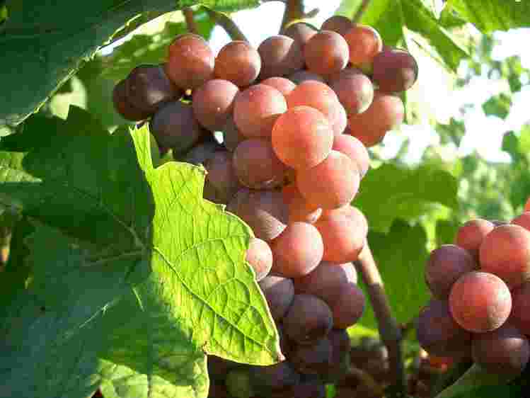 十大最常见的酿酒白葡萄品种