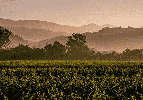 索诺玛县：山海之间的葡萄酒摇篮