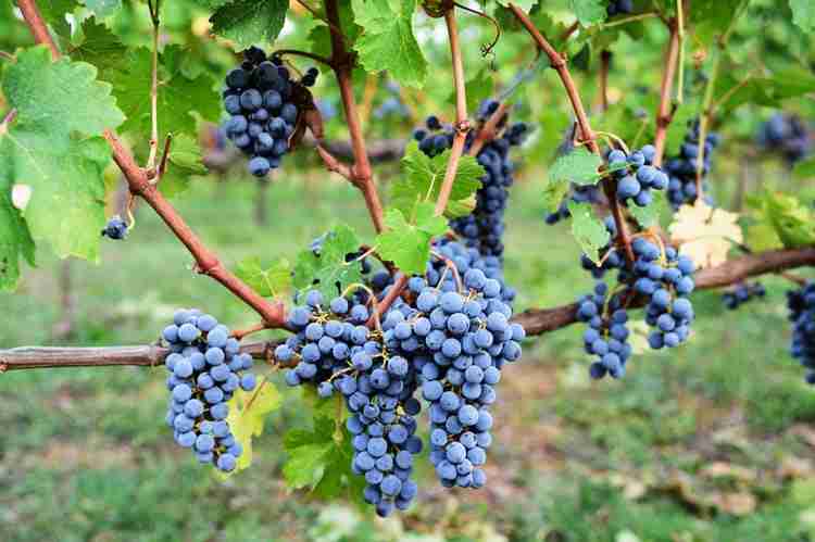 意大利六大本土红葡萄品种