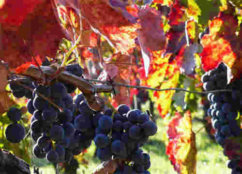 意大利六大本土红葡萄品种