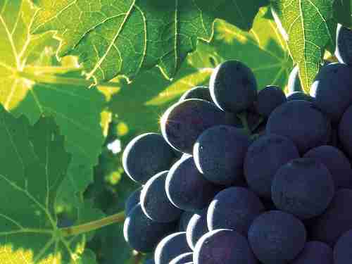 秋日盘点——风格强劲的红葡萄品种