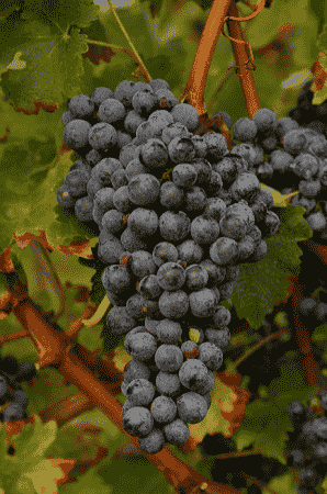 秋日盘点——风格强劲的红葡萄品种