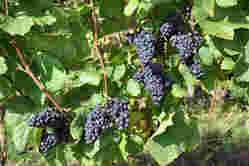 葡萄品种大揭秘之古老的皮诺家族