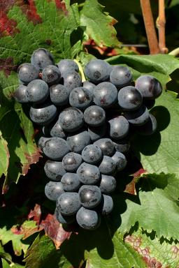 聚焦“二线”红葡萄品种