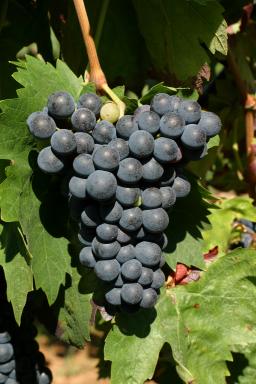 聚焦“二线”红葡萄品种
