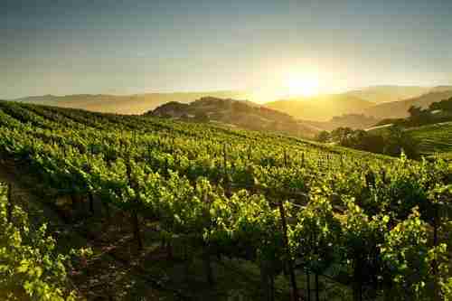 如何打造成功的葡萄酒旅游？