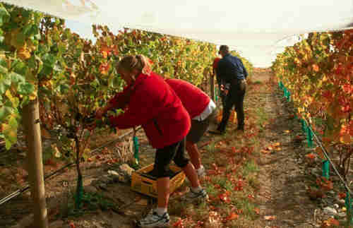法国葡萄酒行业面临1945年以来最低收成
