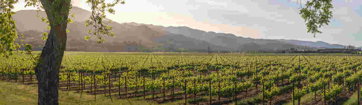 加州立法者强调葡萄酒工人的住房短缺问题