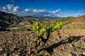 西班牙不可不知的十大葡萄酒产区