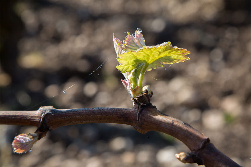 寒冷春季将导致法国今年的葡萄产量骤减