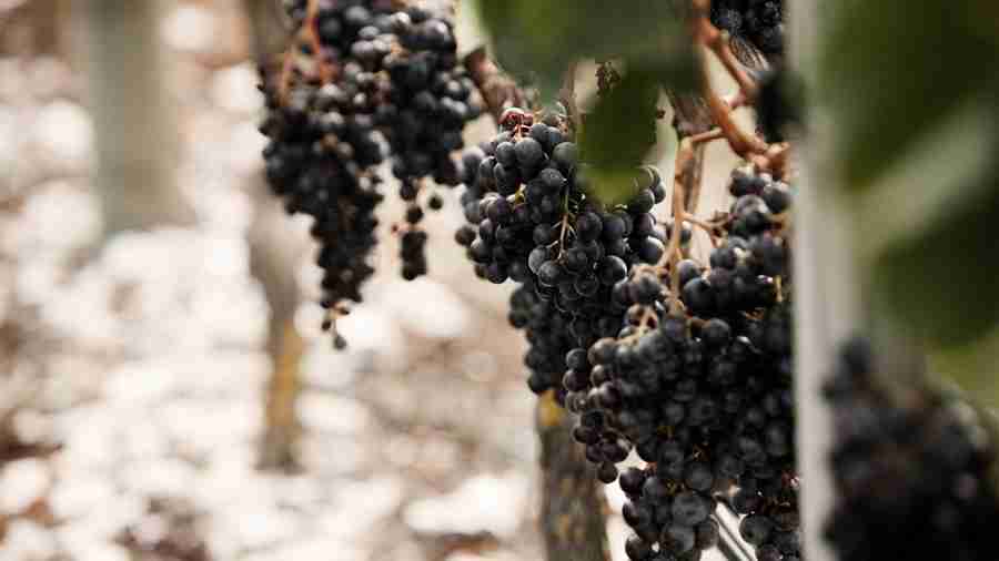 2017年新西兰葡萄收成减少，品质如何？