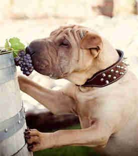 探秘嗅觉：人类闻酒香的能力比得过狗吗？
