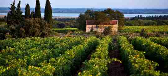罗讷河谷2016：葡萄酒产量微增，出口量下滑