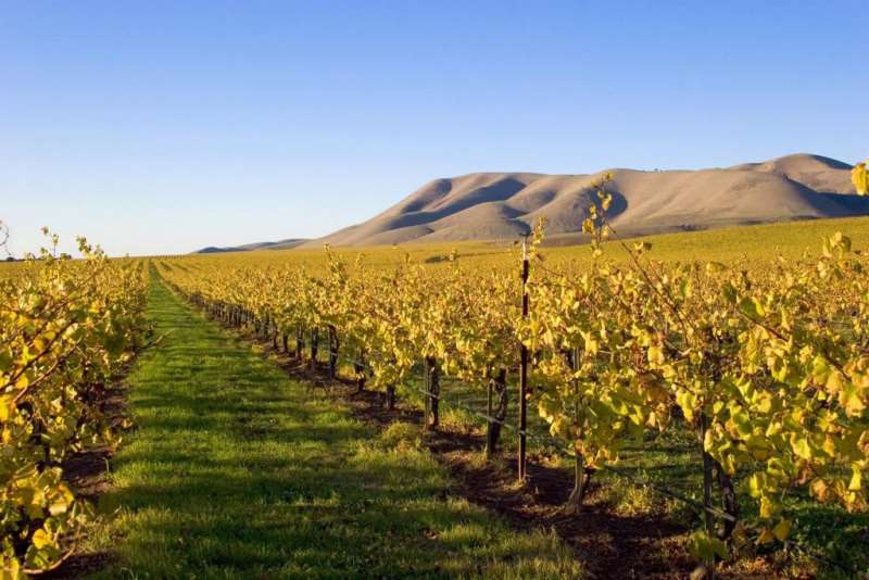 加州带领美国葡萄酒出口再创新高