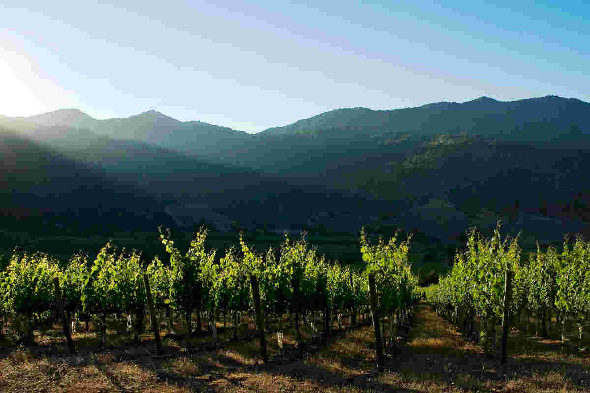 圣地酒庄成为智利首个获得零碳排放认证的酒庄