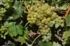 全球十大种植面积最广的酿酒葡萄，它竟排第三！