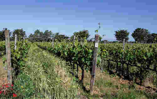 佳亚·嘉雅：巴巴莱斯科葡萄酒的新发展