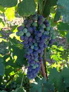 酿造意大利红葡萄酒的5大葡萄品种