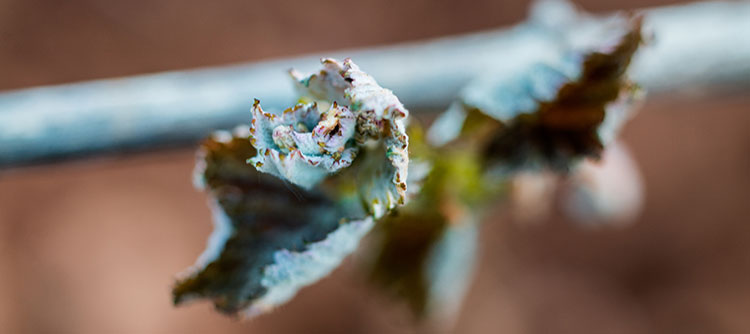 勃艮第40%葡萄园遭霜害，2015年份勃艮第价格将攀升