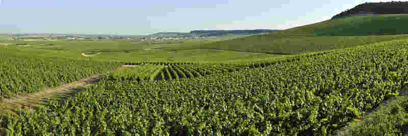 为应对全球气候变化，香槟产区将增添新的酿酒葡萄品种