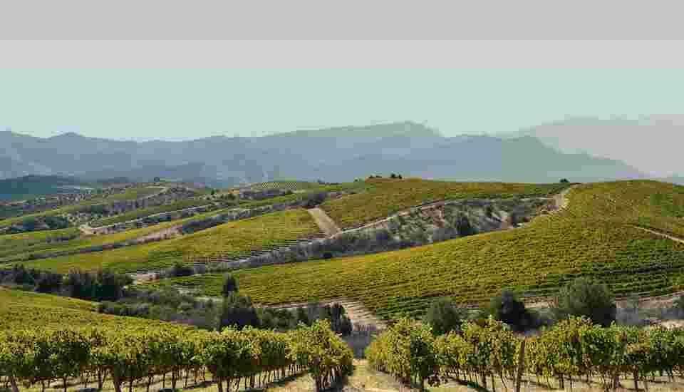 智利可持续发展葡萄酒，干露酒庄再次被高度认可