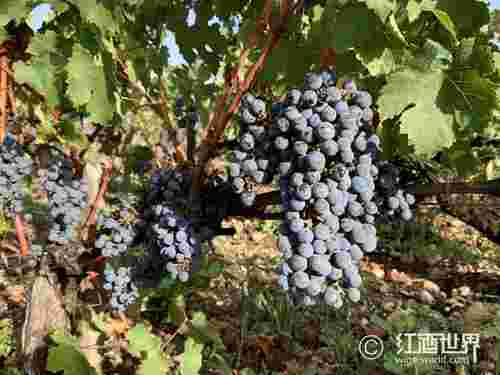 中国各大葡萄酒产区，赤霞珠占主导