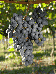 除了雷司令，德国还有那些葡萄品种种植面积最广？