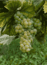 10款个性低调的葡萄品种