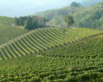 意大利2015年葡萄有望迎来丰收