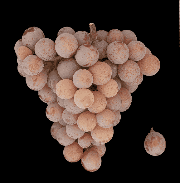 琼瑶浆——一喝就知道的葡萄品种