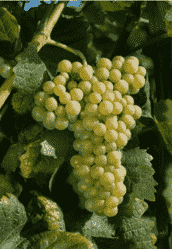盘点被世人低估的十大白葡萄品种