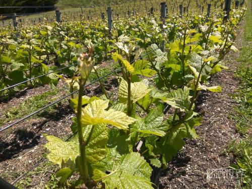 培育新葡萄品种或成为对抗气候变化的手段