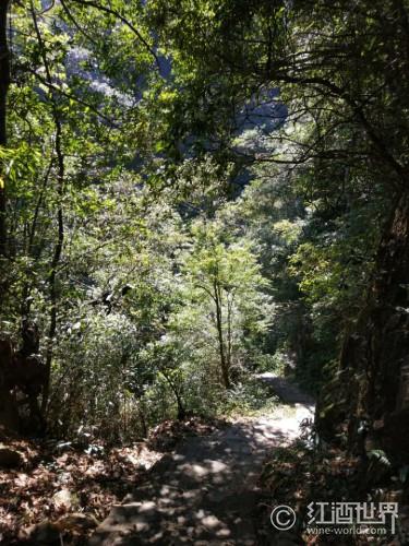 南澳著名产区阿德莱得山区爆发特大火灾