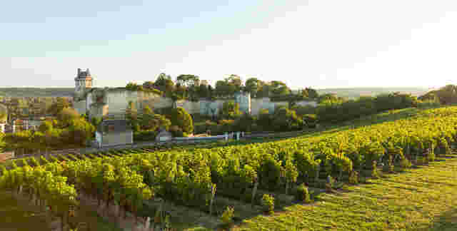 2014年卢瓦尔河谷葡萄收成喜人