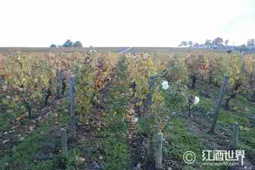 波尔多大丰收 法国葡萄酒产量有望重回世界第一