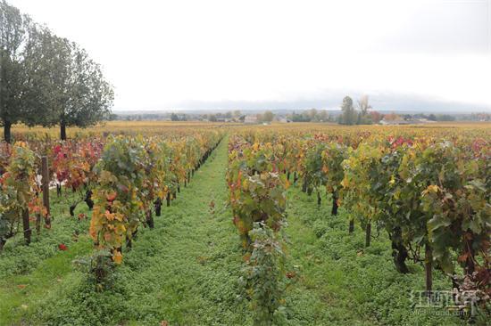 葡萄酒的古典气质：有品位的葡萄是听莫扎特和巴赫长大的