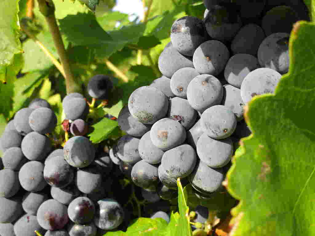 这些葡萄品种的别名，你都知道吗？