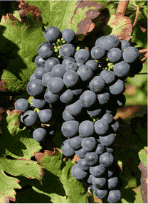 这些葡萄品种的别名，你都知道吗？