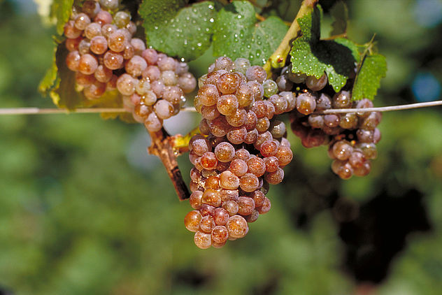 闻香识美酒——常见的芳香型白葡萄品种