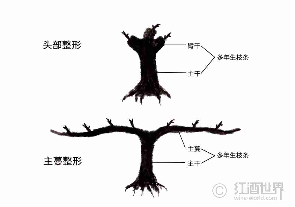 葡萄树：美丽的“造型”背后大有学问