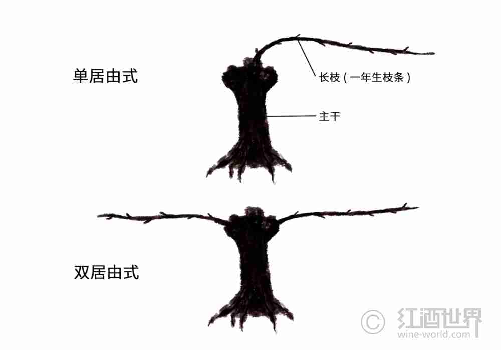 葡萄树：美丽的“造型”背后大有学问