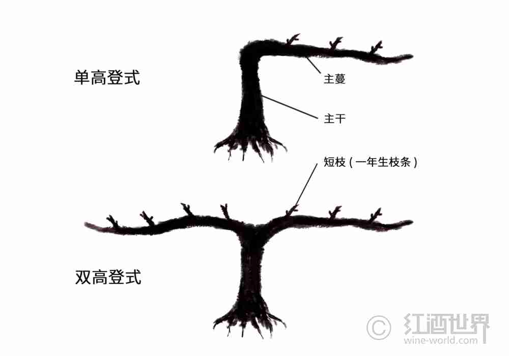 葡萄树：美丽的“造型”背后大有学问