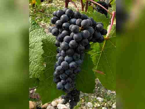 寻觅葡萄酒中的黑色水果香气