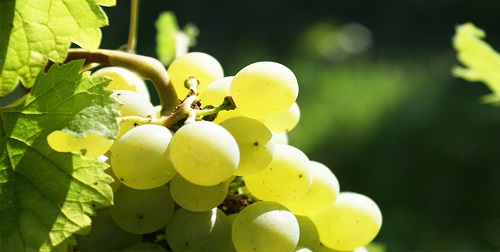 世界上最常见的6大葡萄品种