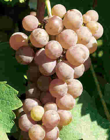 集结令：波尔多七大白葡萄品种