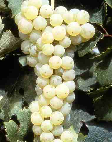 集结令：波尔多七大白葡萄品种
