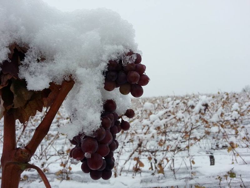 冰酒：寒天雪地孕育出的甜美佳酿