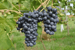 六国明星葡萄品种，你认识几个？