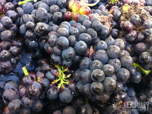 法国批准种植抗病虫害葡萄品种以生产更安全葡萄酒
